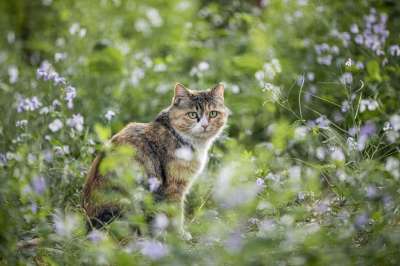 动物 猫 猫科动物 宠物 哺乳动物 毛皮 胡须 迷路 荒野