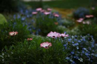 花朵 自然 植物学 菊花 雏菊 野花 植物 春天 荒野 花园