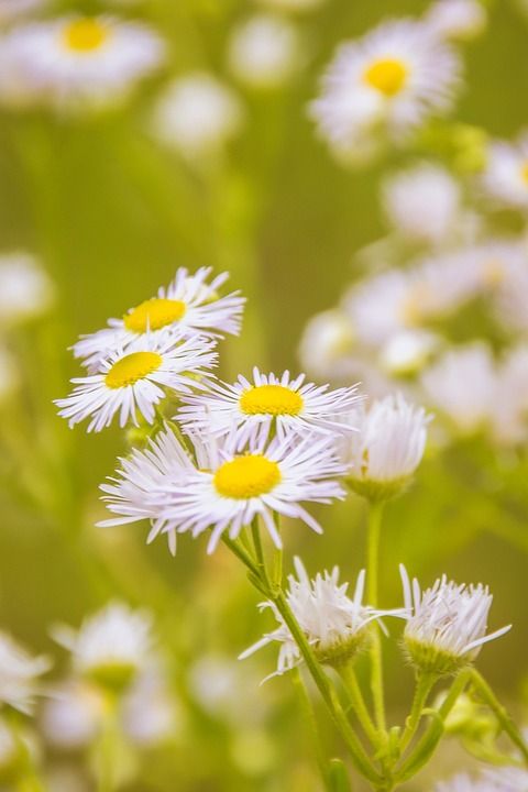 甘菊 花 草地 盛开 药材 工厂 洋甘菊 白色的 草本植物