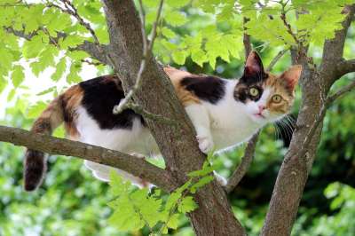 猫 三个带有颜色的猫 三色 幸运猫 猫脸 猫眼 好奇的 爬