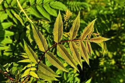 叶子 植物 树叶 枝杈 自然 花园