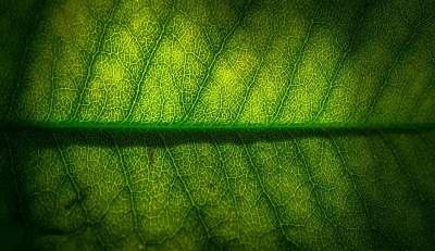 叶子 大自然 绿色 阔叶 抽象 植物 联盟的州 春天 森林