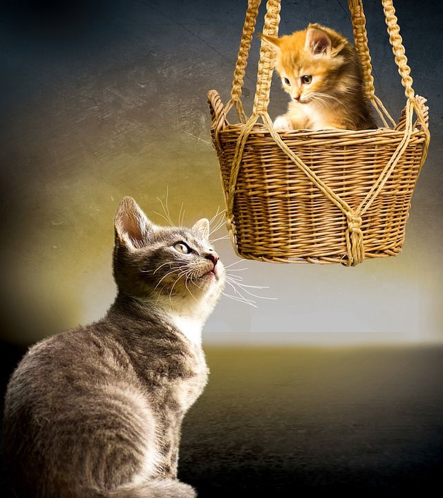 动物 猫 家畜 年轻的猫 小的猫 篮子 手表 玩