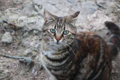 猫 美丽 动物 可爱 斯科特 危险的 毛皮 自然 老虎 青年