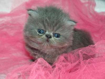 猫 可爱的 小狗 小猫 灰色的 粉色的 蓝眼睛