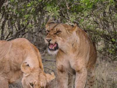 狮子 积极进取 威胁 猎物 Gnu 早餐 捕食者 打猎 危险的