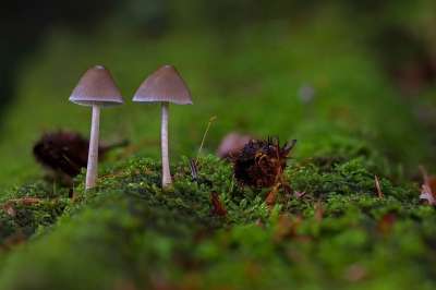 蘑菇 海绵 小蘑菇 森林蘑菇 落下 木耳 光盘真菌 苔藓