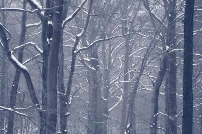 森林 冬天 雪 树木 冬季森林 树干