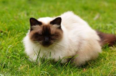 猫 喜马拉雅猫 喜马拉雅 波斯语 观点 可爱的 动物 头发 宠物