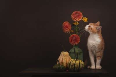 猫 南瓜 花朵 宠物 哺乳动物 背景 动物