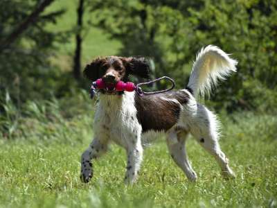 狗 Münsterländer 哺乳动物 猎犬 纯种狗 棕色的 动物