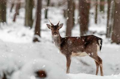小鹿 冬天 野生动物 森林 雪 荒野 动物 自然