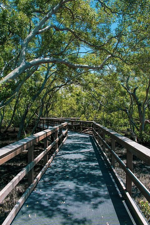 木板路 红树林 植物 走道 风景 桥 旅游景点 自然