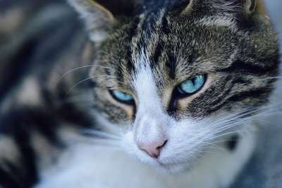 猫 动物 国内的 宠物 眼睛 胡须 耳朵 捕食者
