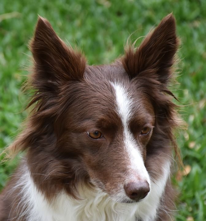 动物 狗 哺乳动物 品种 宠物 朋友 伴侣 边境牧羊犬 犬类