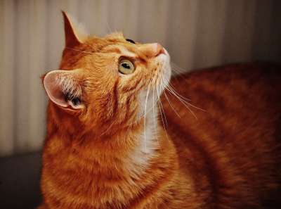猫 宿醉 红色的 可爱的 鲭鱼 老虎 舒适 动物 家猫 毛皮