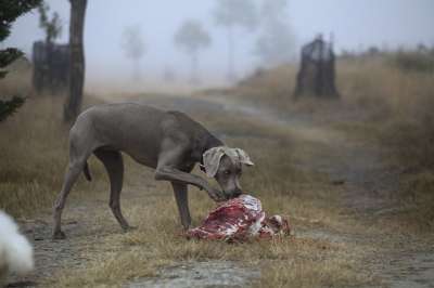 狗 肉 打猎 尸体 喂养 吃 犬类 食肉动物