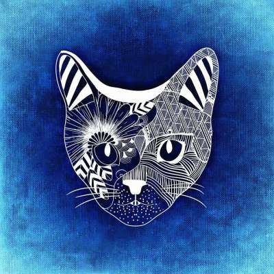 猫 抽象的 背景 乐趣 质地