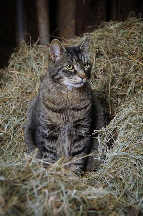 宿醉 猫 稻草 巢 农场院子 老鼠 荒野 猎人 鲭鱼 老虎