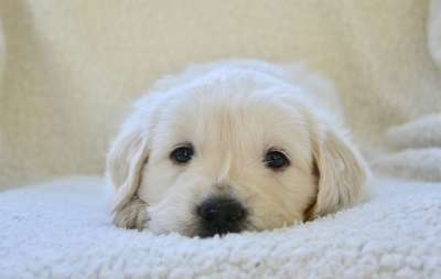 小狗 金毛的小狗 狗 动物 犬类 养狗 犬科动物的伴侣