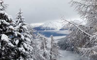 冬天 雪 圣诞节 多雾路段 森林 景观 山 美兰 2000