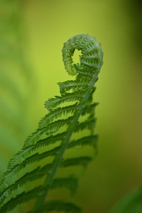 床单 蕨 可能 自然 绿色 植物群 森林 叶子 植物学 背景
