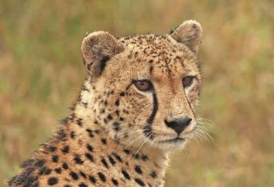 猎豹 猎豹头 大猫 野生动物 捕食者
