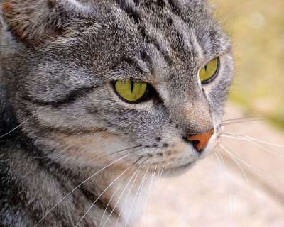 猫 宿醉 绿色的眼睛 猫脸 猫眼 野猫 家猫 家畜 可爱的