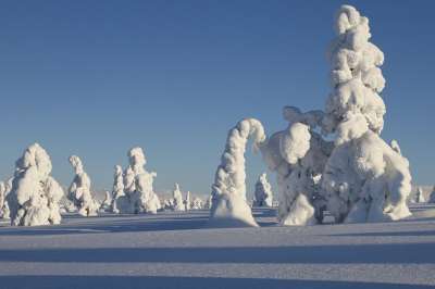 拉普兰 冬天 雪 景观 冬季景观 芬兰 寒冷的 下雪的 雪景