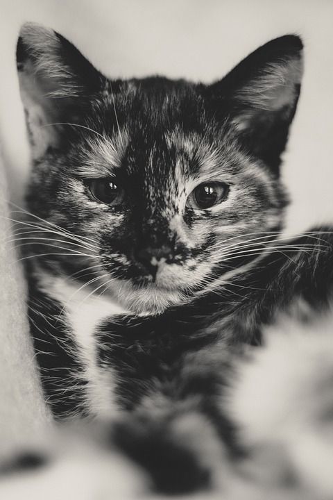 猫 幸运猫 家猫 小猫 动物 家畜 肖像 眼睛 看法 猫眼