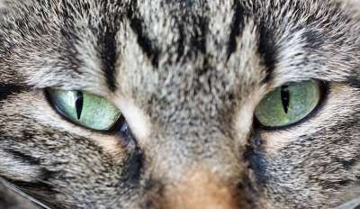 猫 眼睛 动物 家猫 黄色的眼睛 肖像 甜 品种猫 绿色