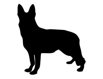 狗 德国牧羊犬 政府物料供应处 阿尔萨斯语 动物 宠物 犬类