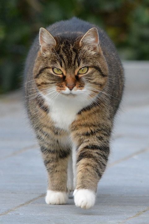猫咪 动物 猫 宠物 猫咪 猫咪 猫咪 猫咪 猫咪