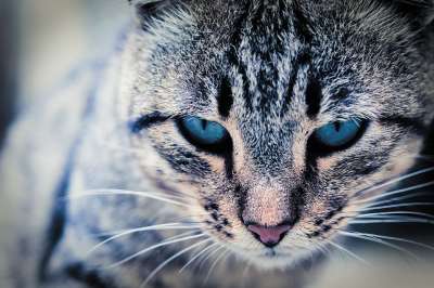 猫咪 老虎 动物 捕食者 毛皮 猫 哺乳动物 动物医院 肉食的
