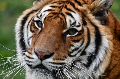 老虎 肉食的 野生猫 捕食者 动物 猫科动物 野生动物