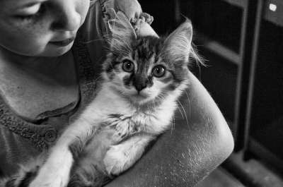 女孩 猫 年轻 女性 动物 宠物 可爱的 孩子 小猫 国内的