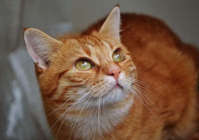 猫 宿醉 红色的 可爱的 鲭鱼 老虎 舒适 动物 家猫 毛皮
