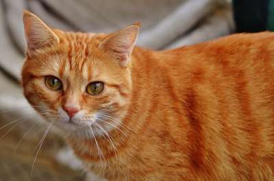 猫 宿醉 红色的 可爱的 鲭鱼 老虎 舒适 动物 家猫 毛皮