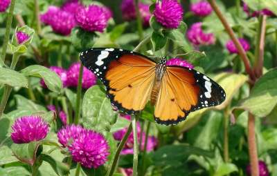 蝴蝶 普通老虎 昆虫 Danaus Chrysippus 花 苋菜