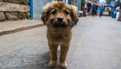 可爱的 小狗 狗 街头狗 犬类 动物 小的 棕色 年轻