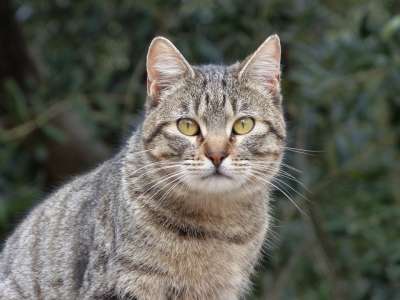 猫 家猫 手表 细节 虎斑猫 猫科动物