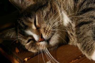 宿醉 家猫 鲭鱼 Katzenkopf 晶须 猫脸 猫