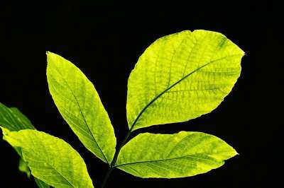 树叶 逆光 自然 叶子 明亮的 浅绿色 新鲜 分支 植物 静脉