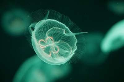 海蜇 水下 海 水族馆 海洋 动物 自然 生物 透明的 水