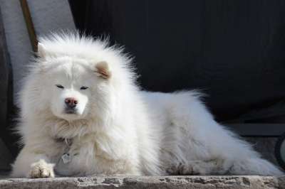 狗 大的 白色的 冰岛 这只狗 犬类 动物 宠物 放松 寒意