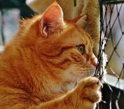 猫 宿醉 红色的 可爱的 鲭鱼 老虎 舒适 动物 家猫 毛皮