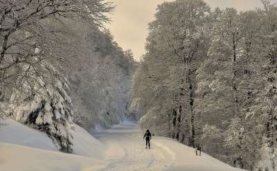 光 雪 森林 比利牛斯 树 天空 山 景观 寒冷的 内华达州