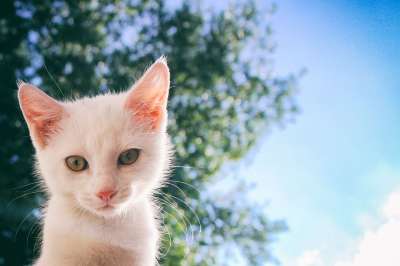 猫 白色的 Kitty猫 家里的猫 男性 这个动物 白色的猫