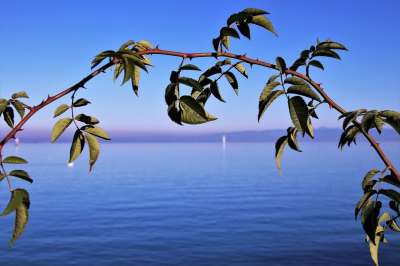 蓝天 枝 秋天 地平线 水 湖 海滩 植物 茎 性质 灌木