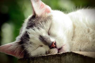 猫 家畜 室友 睡觉 松弛 家猫 野生动物 猫脸 乐趣 动物